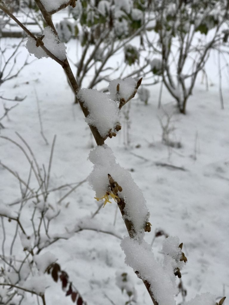 Witch Hazel in the snow